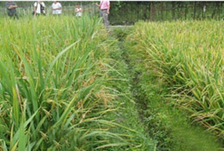 微生物肥料的qK前景